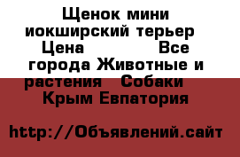 Щенок мини иокширский терьер › Цена ­ 10 000 - Все города Животные и растения » Собаки   . Крым,Евпатория